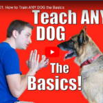 How To Train Your Dog