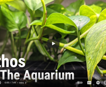 Easy Ways To Grow Pothos In Your Aquarium