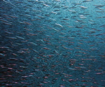 fish, swarm, underwater-1656504.jpg