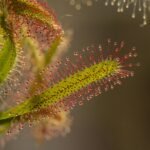 Red and Green Leaf Plant