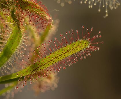 Red and Green Leaf Plant