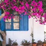 Beautiful blooming bougainvillea over a window in a Mediterranean garden setting.