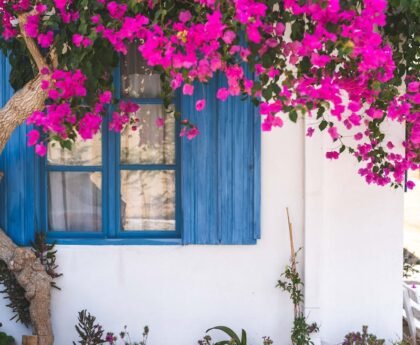 Beautiful blooming bougainvillea over a window in a Mediterranean garden setting.