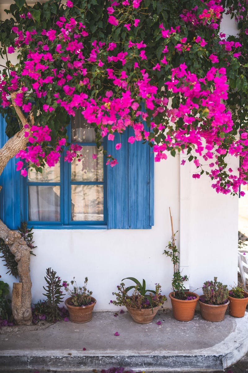 Beautiful blooming bougainvillea over a window in a Mediterranean garden setting.