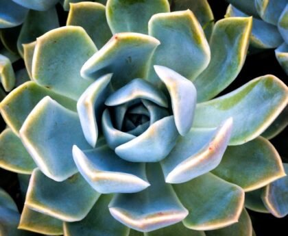 Succulent Care 101