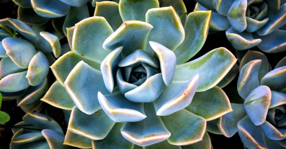 Succulent Care 101