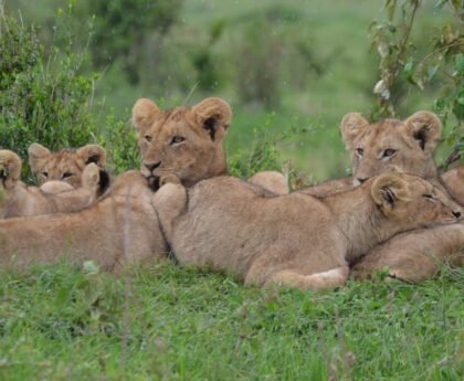 Maasai Mara National Reserve, Kenya