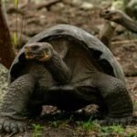 Galápagos National Park: A Living Laboratory of Nature