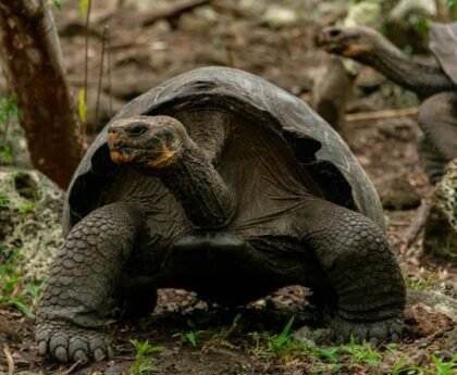 Galápagos National Park: A Living Laboratory of Nature