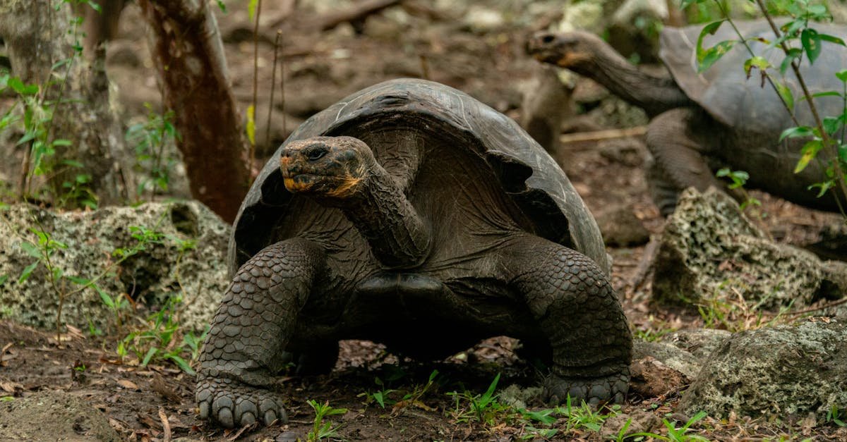 Galápagos National Park: A Living Laboratory of Nature