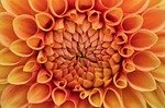 A Morning at the Garden Center: Discovering New Perennials and Planting Joy