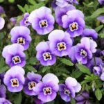 A stunning close-up of vibrant purple pansy flowers showcasing their detailed petals and lush green leaves.