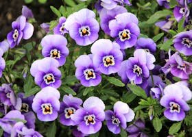 A stunning close-up of vibrant purple pansy flowers showcasing their detailed petals and lush green leaves.