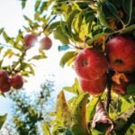 when to plant apple trees in alabama