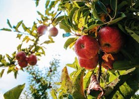 when to plant apple trees in alabama