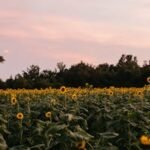 what zone is alabama for planting