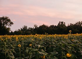 what zone is alabama for planting