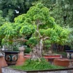 Shaping and Pruning Plants: A Friendly Deep-Dive