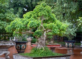 Shaping and Pruning Plants: A Friendly Deep-Dive