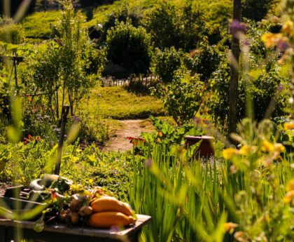 Edible Landscapes: Blending Beauty and Food in the Modern Garden