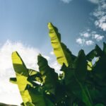Climate-Smart Gardening: Adapting Backyards to Extreme Weather