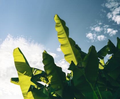 Climate-Smart Gardening: Adapting Backyards to Extreme Weather