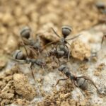 How to Keep Ants Out of Your Garden