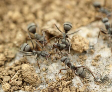 How to Keep Ants Out of Your Garden