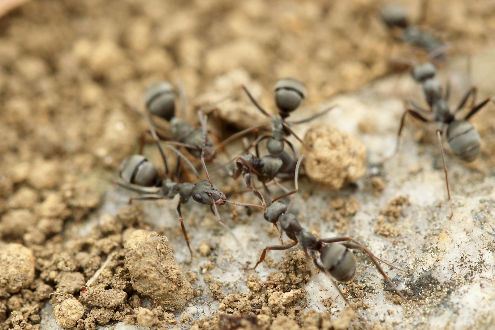 How to Keep Ants Out of Your Garden