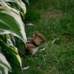 How to Keep Chipmunks Out of Your Garden