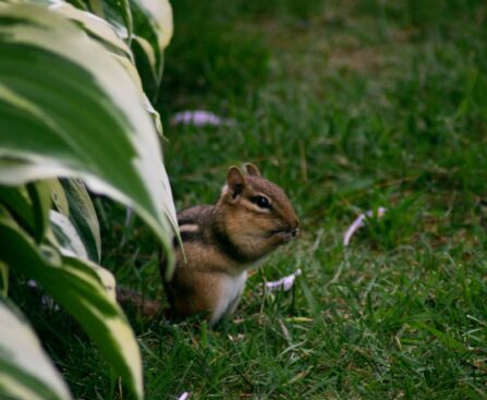 How to Keep Chipmunks Out of Your Garden