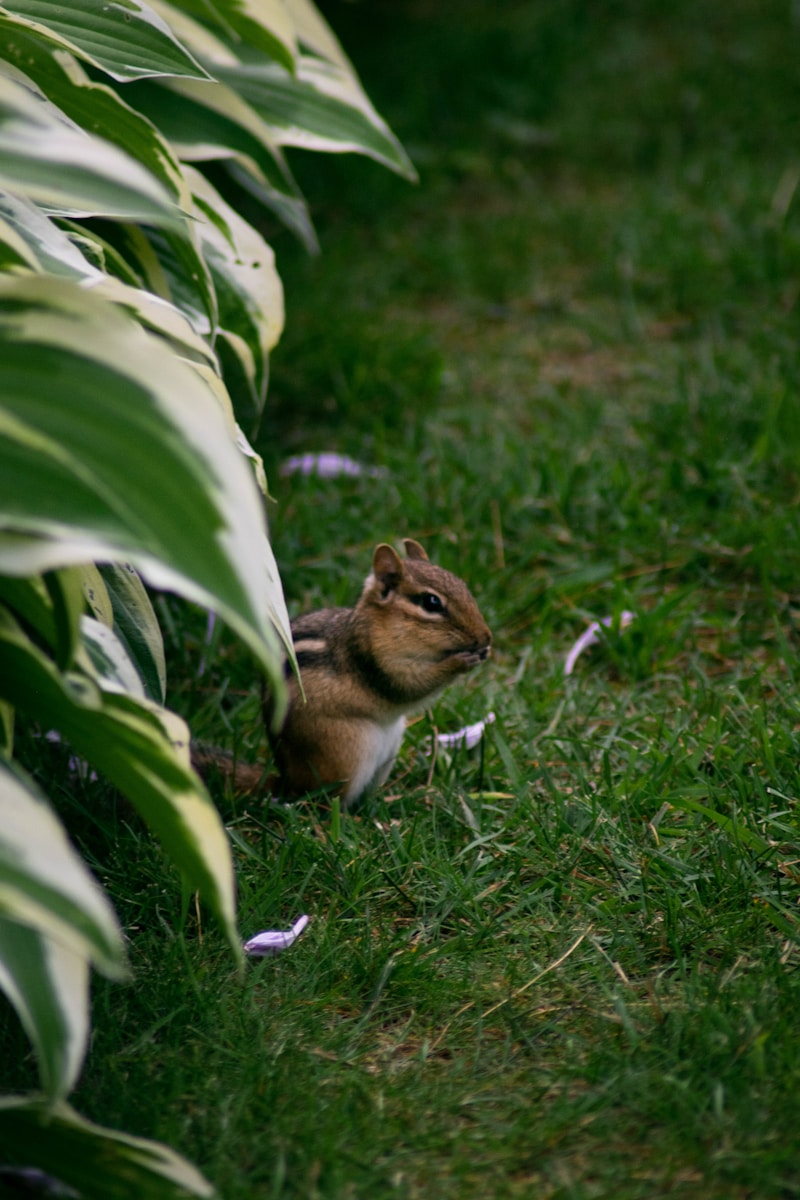 How to Keep Chipmunks Out of Your Garden
