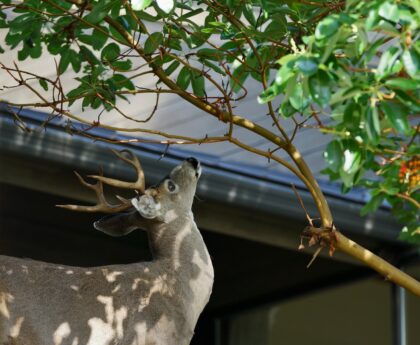 How to Keep Deer Out of Your Garden