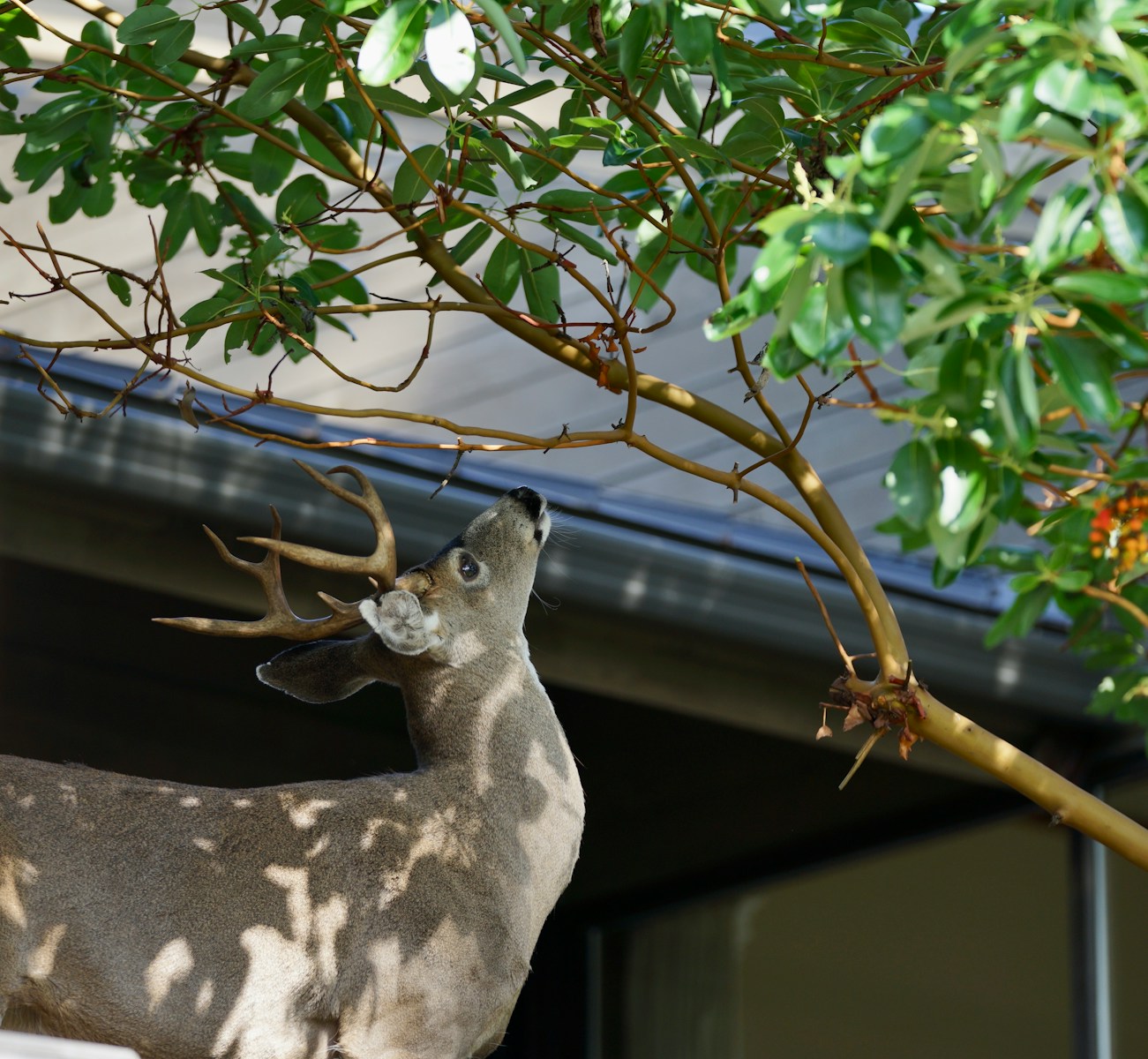 How to Keep Deer Out of Your Garden
