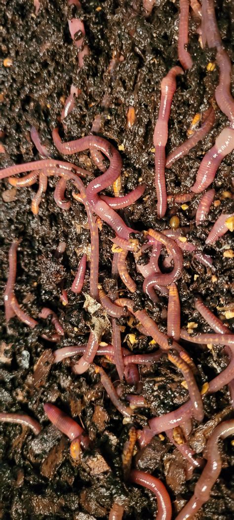 1 /2 lbs. Pure Red Wigglers Composting and Gardening Worms (EISENIA FE ...