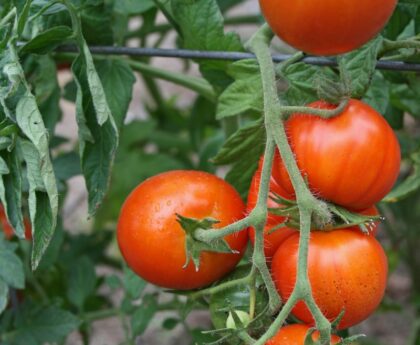 Tomato Plant Basics (Without the Jargon)