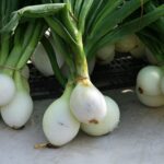Grow Shallots Instead of Just Onions