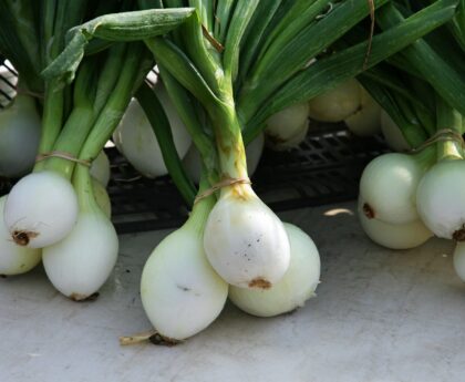 Grow Shallots Instead of Just Onions