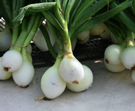 Grow Shallots Instead of Just Onions