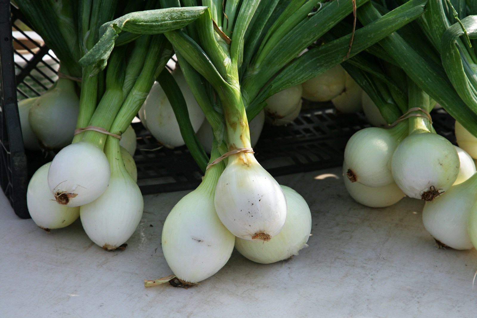 Grow Shallots Instead of Just Onions