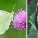 Natural Pest Defense For Brassicas And Beyond