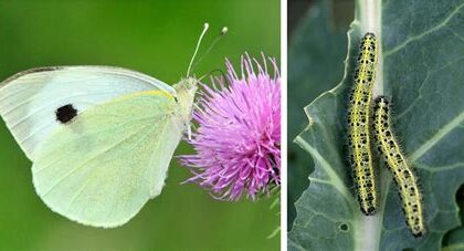 Natural Pest Defense For Brassicas And Beyond