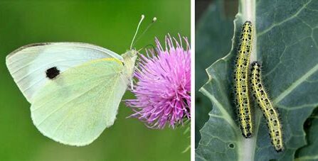 Natural Pest Defense For Brassicas And Beyond