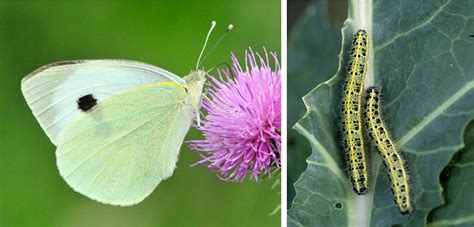 Natural Pest Defense For Brassicas And Beyond