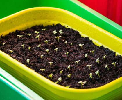 Foundations Of Seed Germination