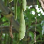 Grow Fava Beans