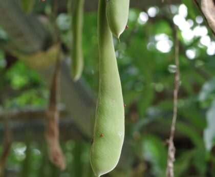 Grow Fava Beans