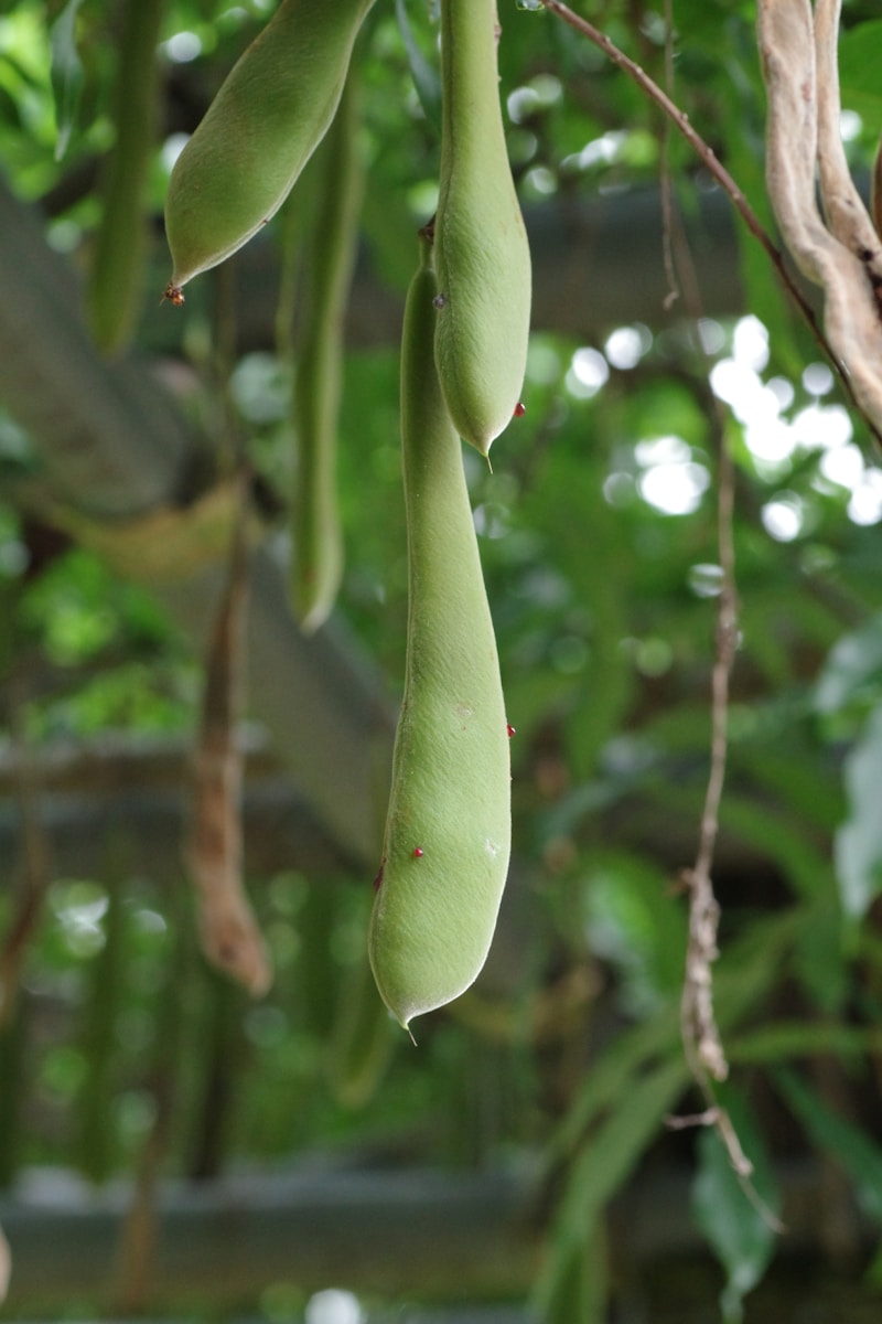 Grow Fava Beans