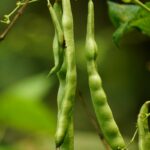 Grow Beans In Any Climate: Your Year-Round Guide To Crunchy Pods And Cozy Soups