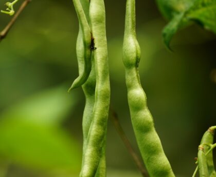 Grow Beans In Any Climate: Your Year-Round Guide To Crunchy Pods And Cozy Soups